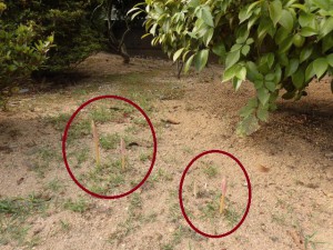 300820月 (2) - コピー